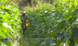 湾区dating吃瓜,揭秘网红约会美食背后的故事