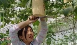 砍瓜叶子怎么吃,家常美味新选择