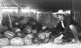 中江吃瓜群众,揭秘当地独特民俗风情