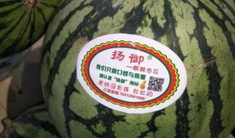 瓜瓜吃瓜的主题分析,揭秘瓜瓜吃瓜背后的故事与真相