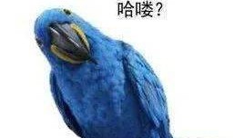 台风鹦鹉吃瓜,吃瓜群众如何应对？