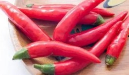 吃瓜少女魏淑芬吃辣椒,魏淑芬的辣椒食旅记