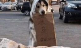 吃瓜二狗,揭秘娱乐圈背后的那些事儿