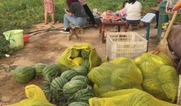 车村镇吃瓜,瓜香四溢，品味乡村田园生活