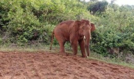 大象被困沼泽吃瓜,吃瓜解困，智慧求生记