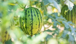 石缝瓜好吃嘛怎么吃,探索美味吃法与营养秘密