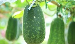 梦到吃瓜 瓜里长虫,吃瓜遇虫，揭秘潜意识中的恐惧与期待