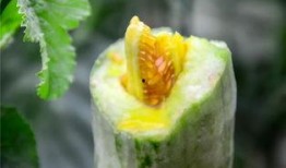 永州网红吃瓜,揭秘网络舆论背后的真相