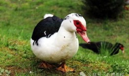 瓜哥吃瓜补全鸭子,揭秘娱乐圈的“鸭”事奇闻