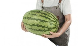 小石头吃瓜现场,揭秘娱乐圈幕后风云