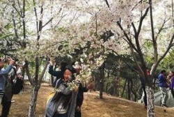 花木吃瓜胡海昌,胡海昌演绎生态和谐新篇章