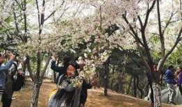 花木吃瓜胡海昌,胡海昌演绎生态和谐新篇章