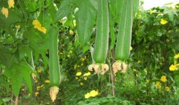 晚秋吃大瓜,品味丰收的甘甜与温馨