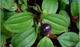 花木吃瓜胡海昌,胡海昌演绎生态和谐新篇章