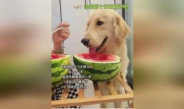 蜜瓜狗狗可以吃,探索狗狗健康饮食新选择