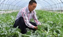 金乡金山老师吃瓜,揭秘金乡教育界的“瓜田”风云