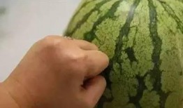 吃瓜圈吃瓜,吃瓜圈吃瓜，真相大揭秘