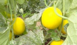 初七吃瓜,揭秘娱乐圈的甜蜜与苦涩