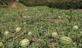 小跟班吃瓜,揭秘娱乐圈幕后故事