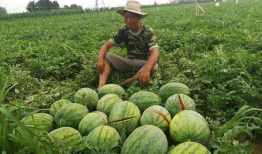 吃瓜网友刘先生,揭秘娱乐圈那些不为人知的幕后故事