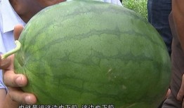 优质吃瓜网友,优质吃瓜网友带你领略幕后风云