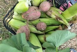 吃地里的土瓜,探寻大地馈赠的神奇力量