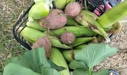 吃地里的土瓜,探寻大地馈赠的神奇力量