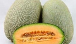 小猫 吃哈密瓜,小猫的哈密瓜美食之旅