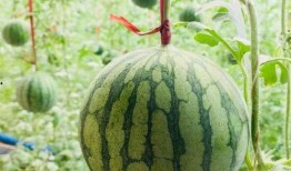 3点准时吃瓜,美味不误——探索健康饮食新风尚