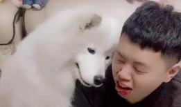 吃瓜太狼,网络红人的崛起与争议