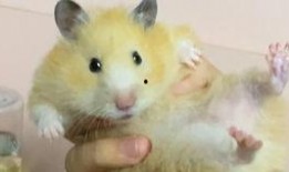 吃货仓鼠克拉克吃瓜,吃货仓鼠的美食探险之旅