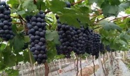 脆瓜与葡萄可以一起吃吗,脆瓜与葡萄同食的注意事项及搭配建议