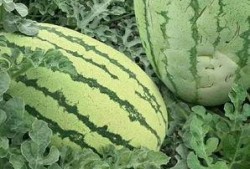 花式吃瓜的技巧,轻松掌握瓜界高手的秘诀