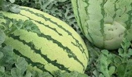 花式吃瓜的技巧,轻松掌握瓜界高手的秘诀