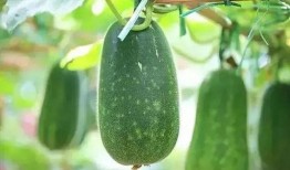 17cgcc吃瓜5,一场网络热议背后的真相