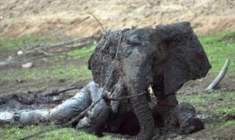 大象被困沼泽吃瓜,吃瓜解困，智慧求生记