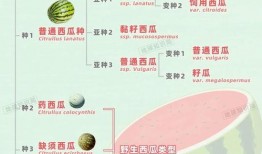 中班瓜瓜吃瓜说课稿,瓜瓜吃瓜趣味说课稿解析