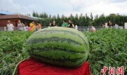 张瑶吃瓜,揭秘娱乐圈幕后故事