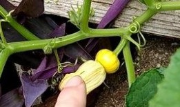 吃瓜的苗,吃瓜群众视角下的苗氏传奇