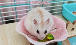 仓鼠吃瓜,仓鼠的美食探险之旅