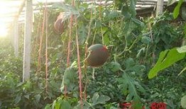 吐鲁番晚上吃瓜,瓜果飘香美食之旅