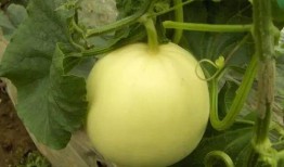 一起吃瓜得小瓜,一起品尝吃瓜小瓜的欢乐时光