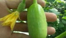 吃瓜群众果蔬,营养与健康的生活伴侣