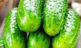 蚊子吃瓜视频,夏日趣味瞬间捕捉