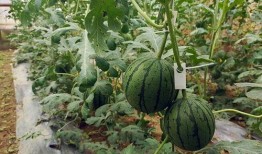 五一免费吃瓜官网,免费瓜果盛宴等你来享！