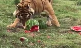 嗷大猫吃瓜,揭秘娱乐圈幕后故事