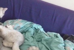 喵喵吃瓜视频,揭秘娱乐圈那些不为人知的幕后故事