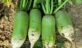 萝卜归期吃瓜,瓜果飘香——探寻时令美食的归期之旅