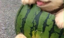 吃瓜二狗,揭秘娱乐圈背后的那些事儿