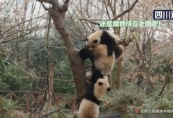 熊猫的吃瓜日记